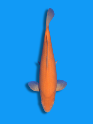 Karashigoi | Koi&Co.